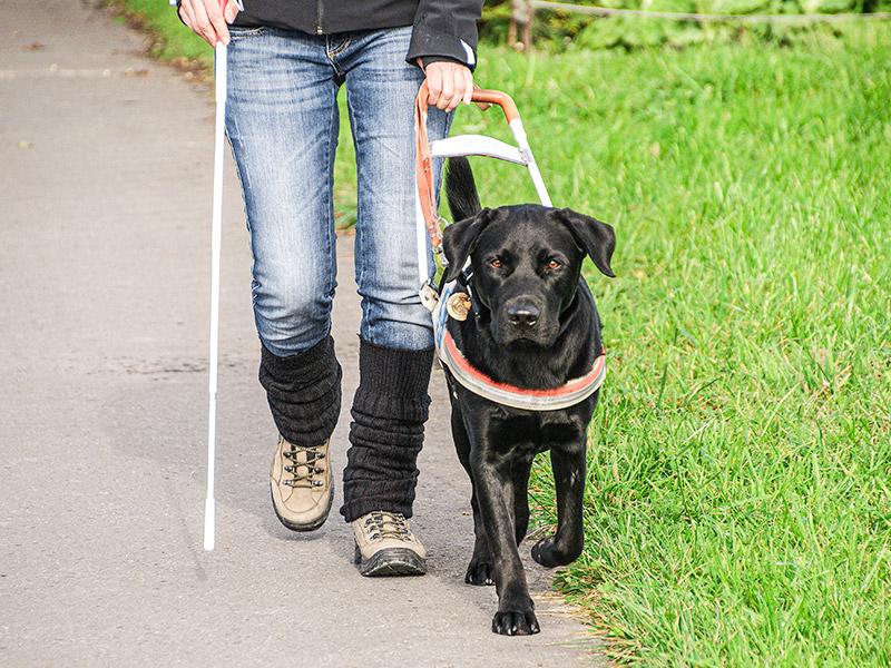Blindenführhund im Einsatz